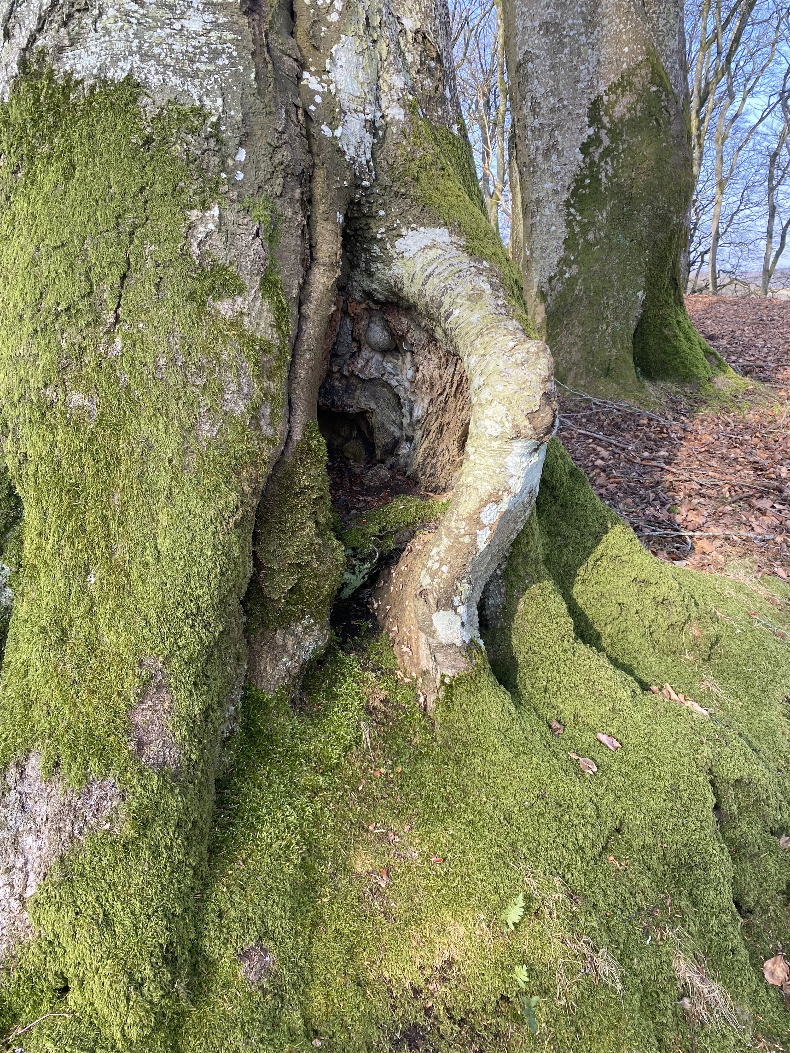 Natur og træer i blødt lys